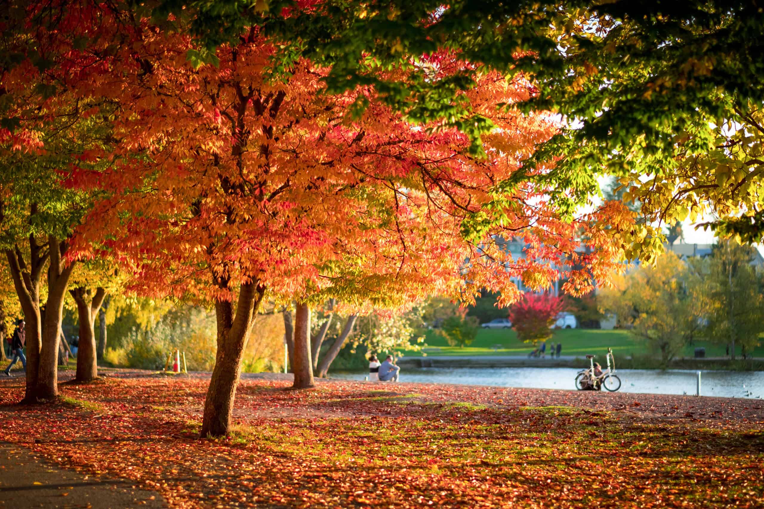 Autumn trees along the Green Lake walking path, Seattle